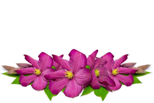 Beautiful  spring flowers card. Clematis flowers isolated.Template designe