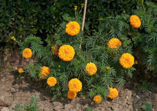 istock bright yellow coloured marigold / Tagetes 1089024978