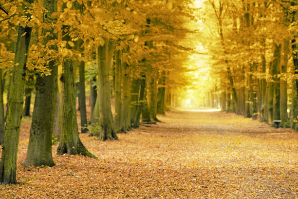 istock Beech avenue without people in the autumn season 1089026872
