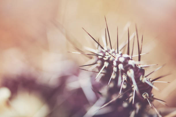 Prickly pear plant in soft sunlight