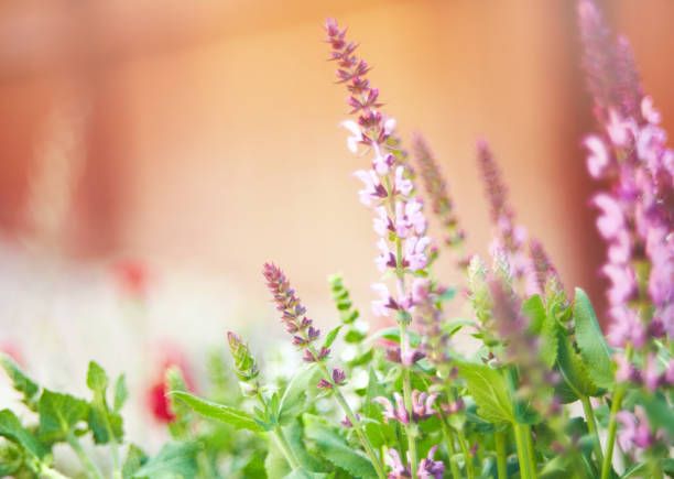 istock Pink salvia plants with copy space 1089028628