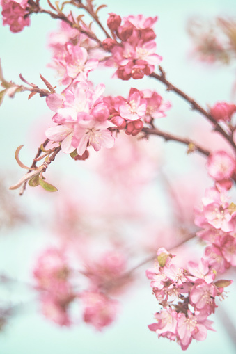 Dreamy Nature Background With Tiny Cherry Blossoms Stock Photo - Download  Image Now - Abstract, Backgrounds, Flower - iStock