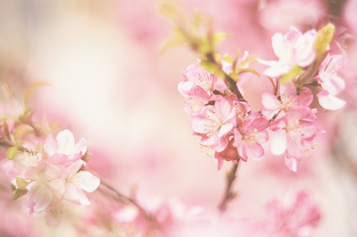 Dreamy nature background with tiny cherry blossoms