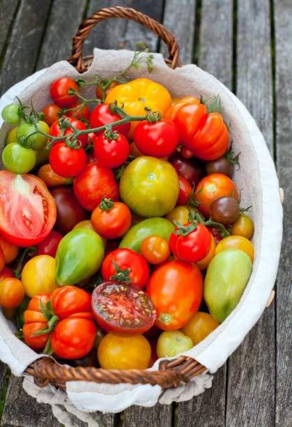 colorful tomatoes in basket - fotografia de stock