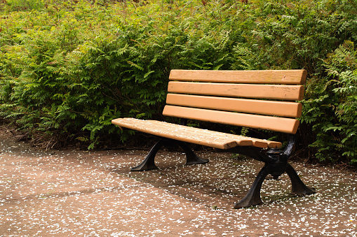 Park bench with white leaf petals on walkway.
