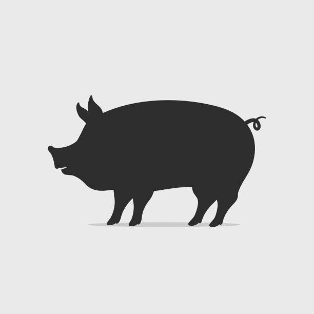 Pig Silhouette Pig silhouette vector illustration. Chinese year of the pig concept pig silhouettes stock illustrations