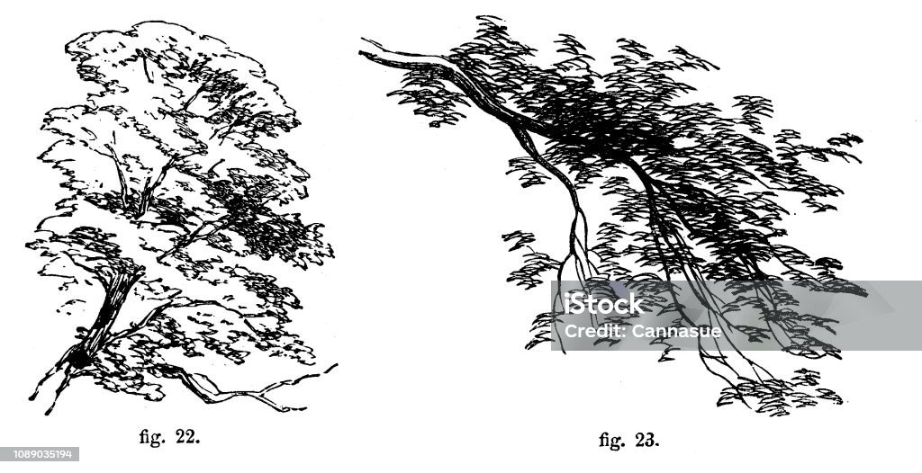 Victoria siyah beyaz basit düz çizgiler gölgelendirmek nasıl gösteren bir ağaç yapraklar; çizim ve Self-Aid ansiklopedi Robert Scott yanmak 1860 tarafından teknikleri gölgelendirme. - Royalty-free 19. Yüzyıl Stock Illustration