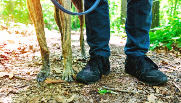 istock Man with his greyhound in the woods 1089035668