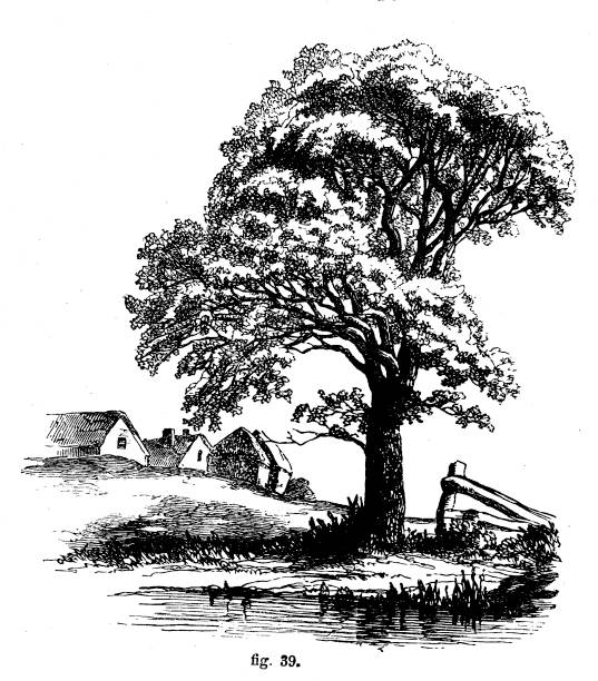 Victorian black and white line drawing of a tree in the English countryside showing how to shade;Drawing and shading techniques from The Self-Aid Cyclopedia by Robert Scott Burn 1860. Taken from the Self-Aid Cyclopedia by Robert Scott Burn printed 1860. Chapter on Shading techniques. Front few pages missing from my own book hence image of the dedication on the hard cover dated 1877 and an image of the book for sale showing year of publishing. pen and ink stock illustrations