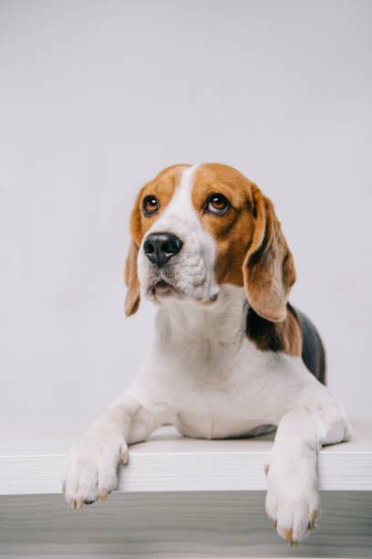 istock cute purebred beagle dog lying on table isolated on grey 1089035948