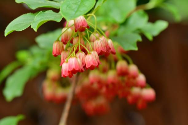 istock Enkianthus perulatus f. rubens 1089039504