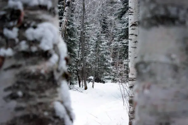 Tranquil winter scene, seen through two birch trees.