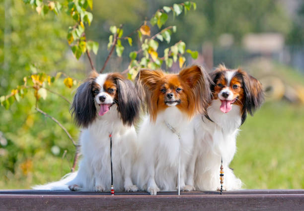 istock Three lovely white-red dogs sit on a wooden bench. 1089039634