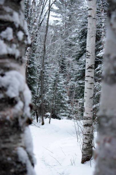 canadá en invierno - bosque cubierto de nieve vertical - arrowhead fotografías e imágenes de stock