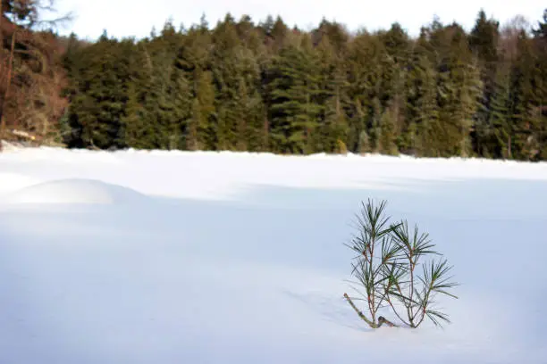 A small coniferous tree grows through a blanket of Snow in Algonquin Park.
