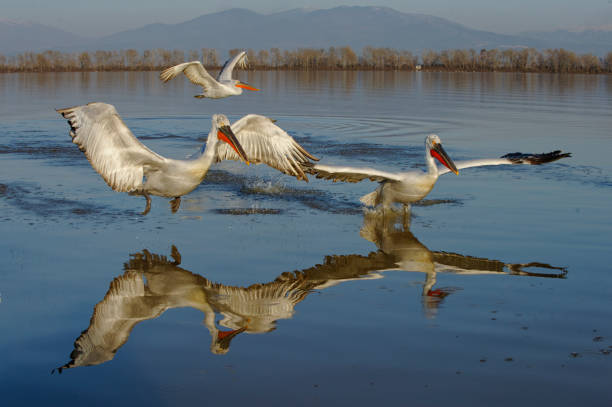 Dalmatian pelicans in the Kerkini lake