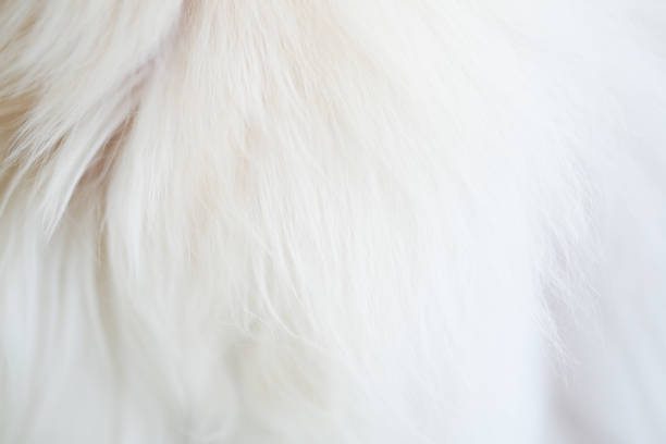 istock White dog on the lawn 1089043314