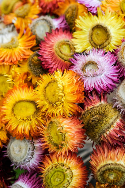 istock Beautiful flowers various colors 1089043580