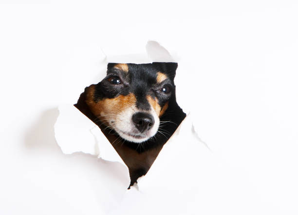 istock The muzzle of a dog peeks through a paper hole. 1089043666