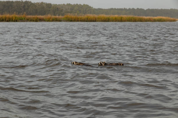 Raccoons Swimming at Edisto Island Raccoons swimming across a creek in a large estuary on Edisto Island, SC. edisto island south carolina stock pictures, royalty-free photos & images