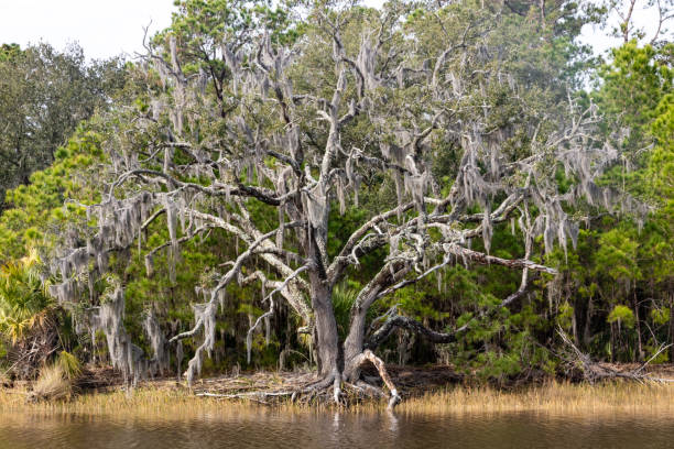 Live Oak Tree on Edisto Island A massive live oak tree with spanish moss on a creek in an estuary on Edisto Island, SC. edisto island south carolina stock pictures, royalty-free photos & images