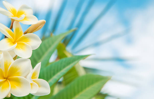 istock Plumeria flowers blooming against the sky. Selective focus. 1089046164