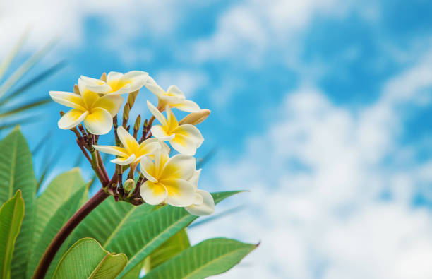 istock Plumeria flowers blooming against the sky. Selective focus. 1089046172