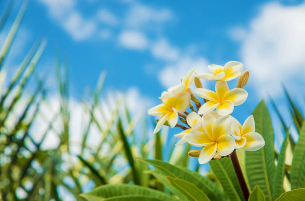 istock Plumeria flowers blooming against the sky. Selective focus. 1089046176