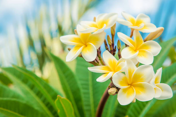 istock Plumeria flowers blooming against the sky. Selective focus. 1089046180
