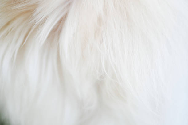 istock White dog on the lawn 1089048954