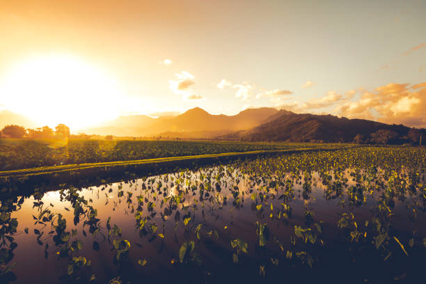 taro ackerland landwirtschaft, insel kauai, hawaii-inseln - hanalei stock-fotos und bilder