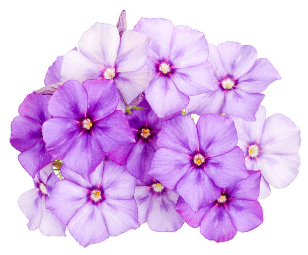 istock Drummond Phlox purple insulated 1089052018