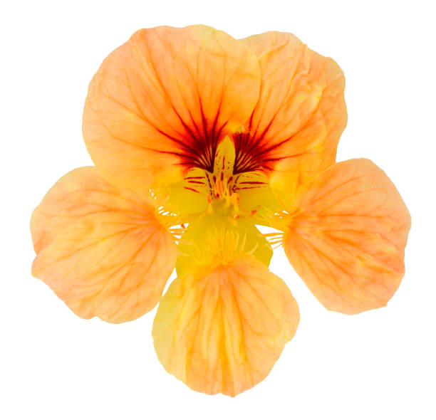 istock flower of nasturtium bright insulated 1089052140