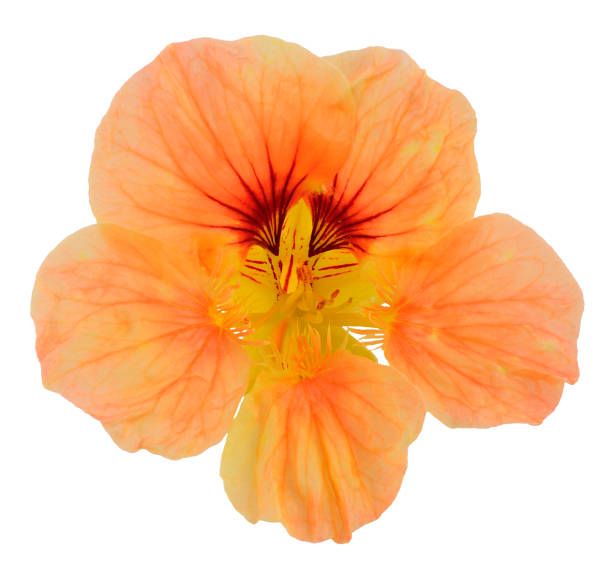 istock nasturtium flower pink white background 1089052398