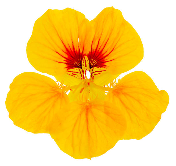 nasturtium flower yellow isolated Nasturtium close-up single flower bright yellow isolated on white background nasturtium stock pictures, royalty-free photos & images