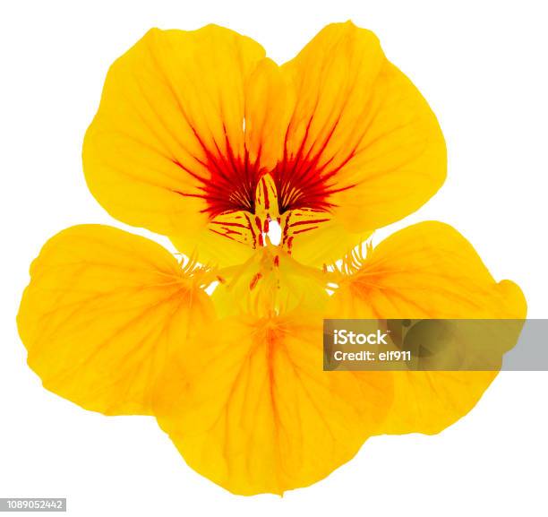 Nasturtium Flower Yellow Isolated Stock Photo - Download Image Now - Nasturtium, Cut Out, Five Objects