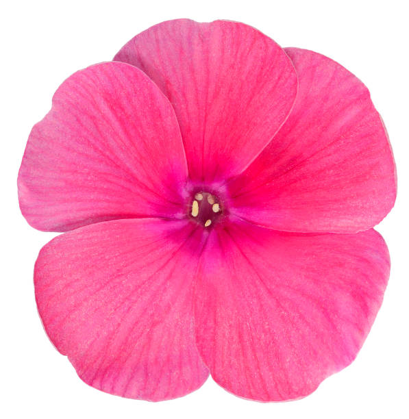 istock Phlox the only red flower 1089052836