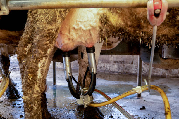 istock Milking A Dairy Cow With The Help Of A Milking Machine 1089052902