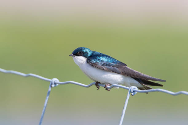 istock Tree Swallow on white wire fence 1089055838