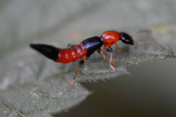 escarabajo del rove - asnillo fotografías e imágenes de stock