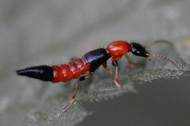 Rove beetle Paederus sp beetle photos stock pictures, royalty-free photos & images