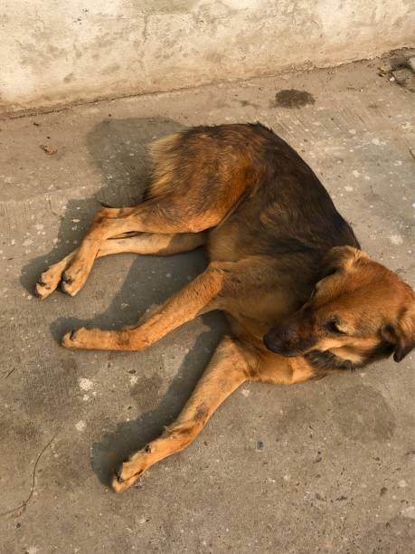 istock Sunbathing Indian street dog 1089061500
