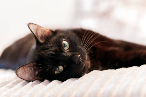 istock Black cat lying on the gray fur cover on bed. 1089061878