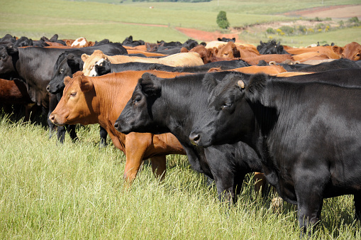 cattle raising in the field