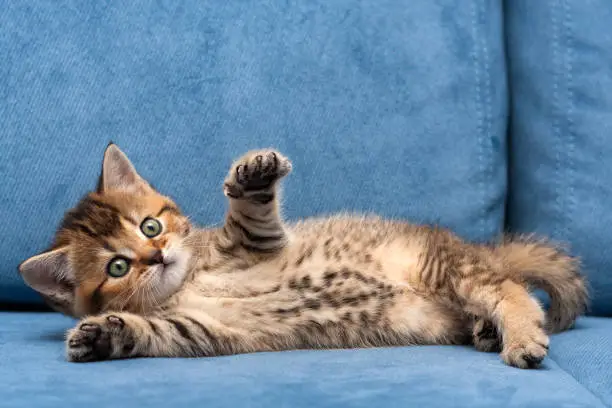 Charming brown British small cat lying on a blue sofa with one front paw up, spotted belly of a little kitten.