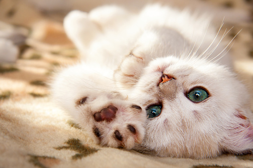 A small white British kitten lies upside down