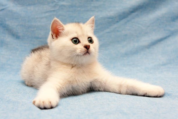 istock White British kitten lying on a blue background with wide front legs 1089067588