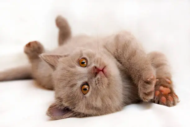 Cute little lilac British cat with orange eyes lies upside down on a light background.