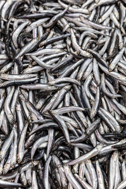 istock Fresh anchovies background 1089070762