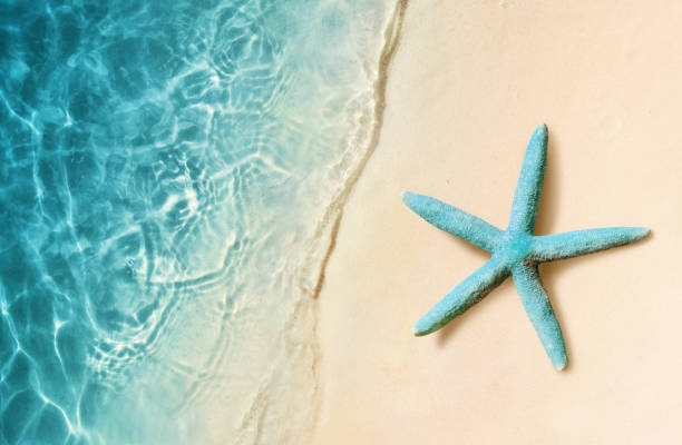 istock Starfish on the sand beach and ocean as background. Summer beach. 1089076730